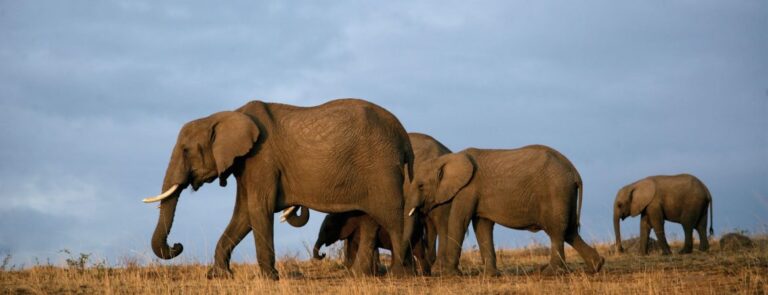 2 Days Safari Tsavo East